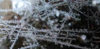 Jak można mrozić grzyby?