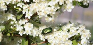 Jak podlewać Irgę?