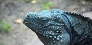 Co to jest kryza u kota?