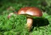 Który podgrzybek jest trujący?