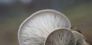 Jak samemu zrobić grzybnie boczniaka?