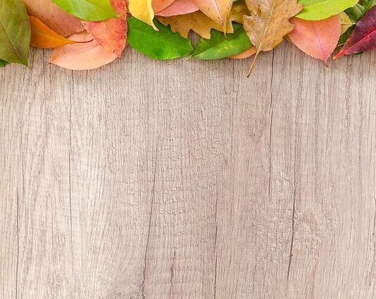 Ile metrów od granicy można sadzić brzozy?