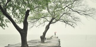 Co posadzić przy krawężniku?