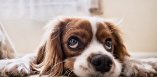 Co do wyczesywania psa?