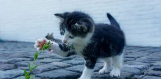 Jak nakłonić kota do obcinania pazurów?