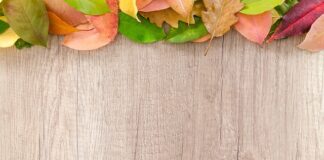 Co posadzić na granicy działki?