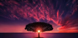 Jakich drzew nie powinno się sadzić koło domu?