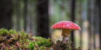 Jaki jest największy grzyb w Polsce?