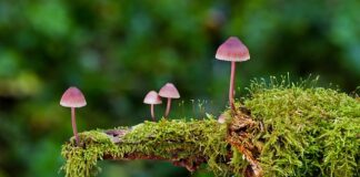 Czy wysyp grzybów oznacza wojnę?