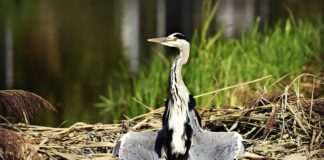 Czy psa po myciu trzeba suszyć?