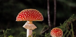 Co się czuje po grzybach?