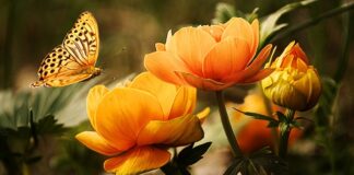 Czy kanie się myje przed smażeniem?