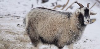 Co to jest podszerstek u kota?