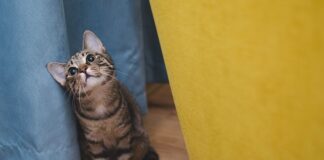 Dlaczego kot najpierw liże a potem gryzie?