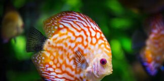 Jaka grzałka do akwarium 60 l?