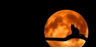 Czy kota można czesać pod włos?