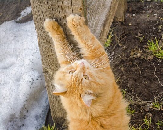 Czy obcinanie pazurów kotu boli?