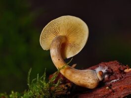 Za co odpowiada grzybnia?