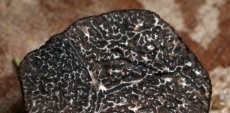 Jaka mikoryza jest najlepsza?