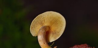 Jak rozrasta się grzybnia?