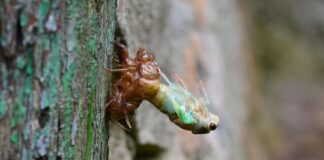 Ile trwa linienie u kota?