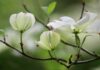 Jakie krzewy przy płocie?