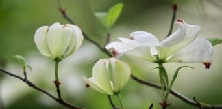 Jakie krzewy przy płocie?