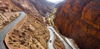 Co zrobić z dużą ilością kani?