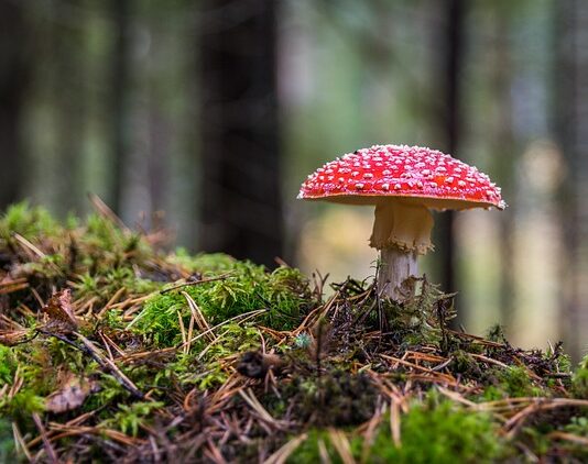 Jaki grzyb robi się niebieski po przekrojeniu?