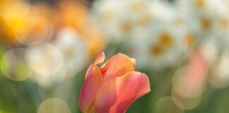 Co teraz kwitnie w ogrodzie?