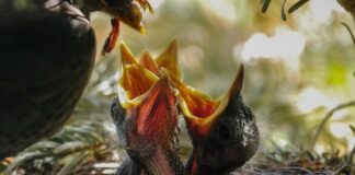 Skąd wziąć dżdżownice do kompostownika?