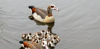 Co to jest egipska bawełna?