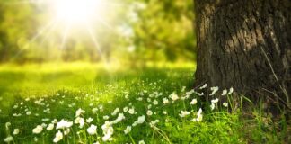 Jak długo rozkłada się trawa w kompostowniku?