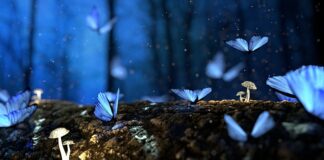 Ile grzyby mają płci?