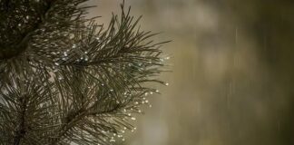 Czy igliwie nadaje się na kompost?