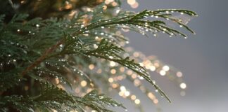 Czy tuja nadaje się na kompost?