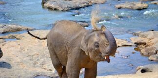 Czy 6000 mAh to dużo?