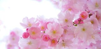 Które rośliny lubią popiół drzewny?