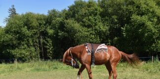 Czy montować stopnie kominiarskie?