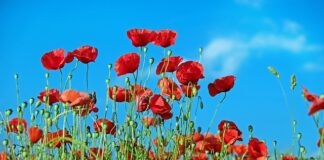 Czy chwasty nadają się na kompost?