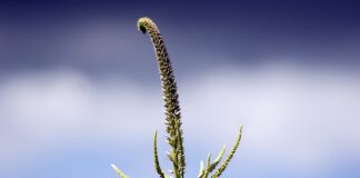 Jak dbać o panewki?