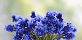 Czy winogron można obsypać kora?