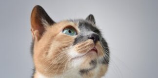 Czym się różni perkal od bawełny?