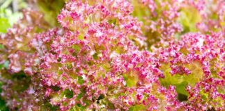 Jaki rodzaj pościeli wybrać?