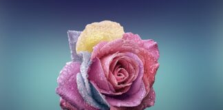 Czy róże lubią skorupki z jajek?