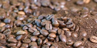 Czy fusy z kawy to dobry nawóz?