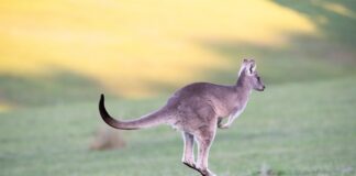 Czy skakanie po dachach jest legalne?