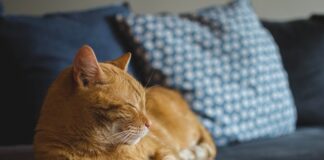 Jak się chodzi po dachówce?