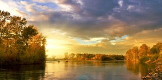 Czy liście z drzew można wrzucać do kompostownika?