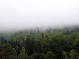 Jak zasłonić wejście na poddasze?